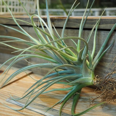 チランジア ／ ポーリアナ × レクルヴィフォリア　(T.pohliana × T.recurvifolia)　＊A02/Dec11