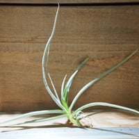 チランジア チアペンシス ギガンテスコ チランジア ／ チアペンシス ギガンテスコ (T.chiapensis 'Gigantesco