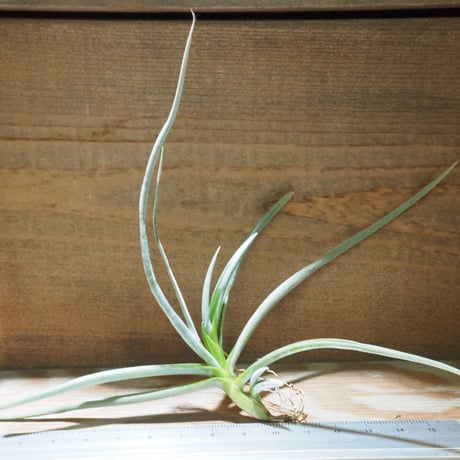 【Shiro】ティランジア レクタングラ+カピラリス Shiro】ティランジア レクタングラ+カピラリス Shiro様専用