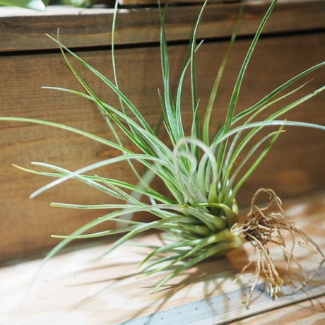 チランジア ／ ソシアリス　(T.socialis)　＊A01/Oct05