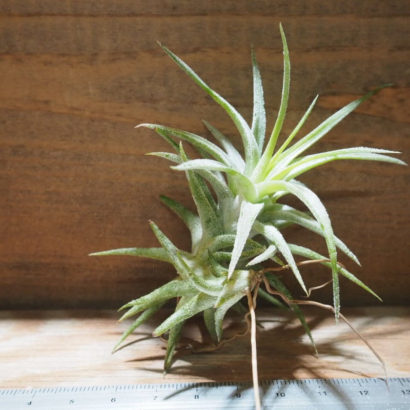 チランジア ／ イオナンタ ヴァンハイニンギー S (T.ionantha var. vanh