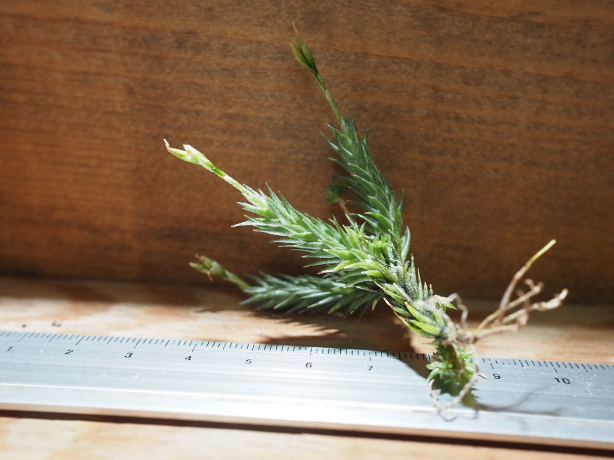 チランジア ／ トリコレピス (T.tricholepis) ＊A01/Jul11 | 常葉植