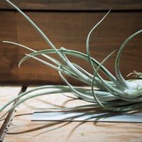 チランジア ／ イオナンタ プレデター (T.ionantha 'Predator') | 常