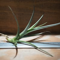 購入不可 チランジア カルビンスキアーナ(クランプ) 初入荷❗ チランジア・カルビンスキアナ T. karwinskyana - Frontier Plants