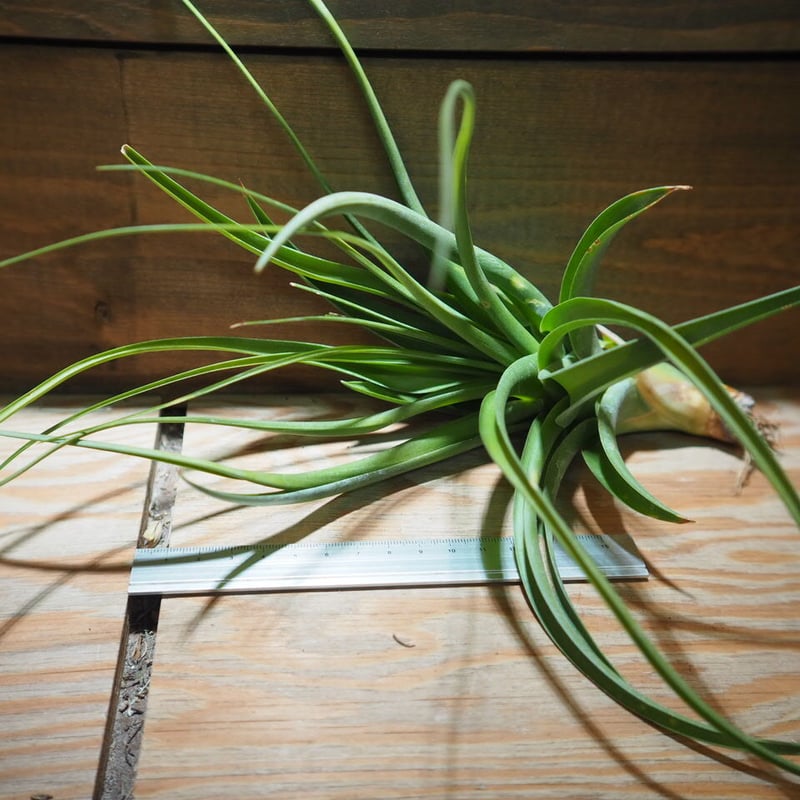 Tillandsia roland-gosselinii グリーンタイプ