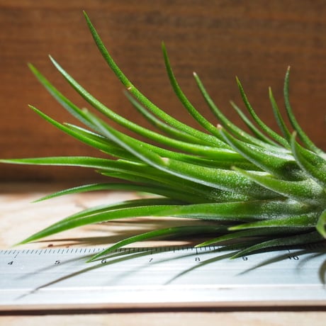 チランジア ／ イオナンタ フェーゴ レッドジャイアント　(T.ionantha 'Fuego Red Giant')　＊A01/Jul11