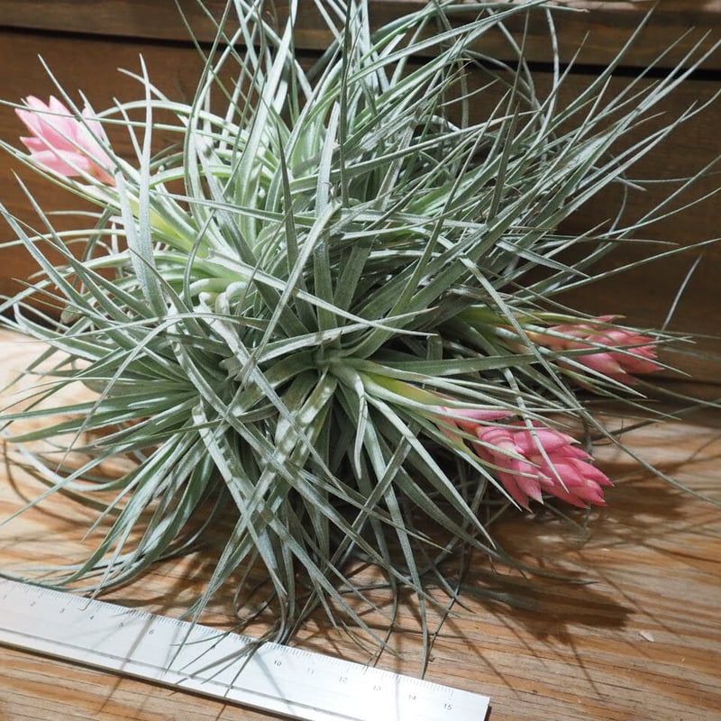 チランジア ／ コットンキャンディ XL-CL (T.'Cotton Candy') ☆XX0