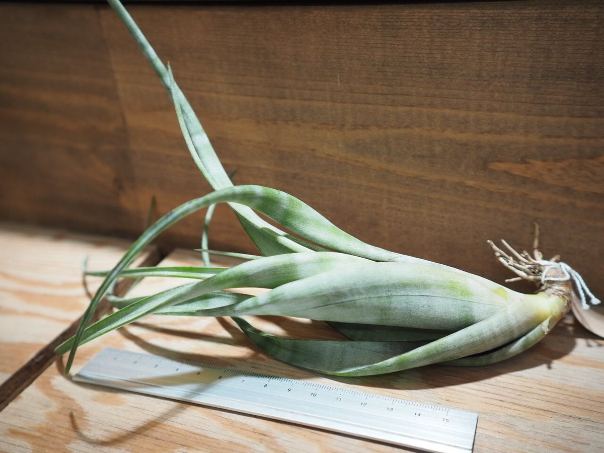 チランジア ／ フレキシオーサ ツイステッド (T.flexuosa twisted) ＊A0 