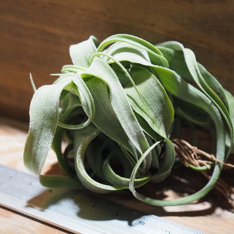 チランジア ／ ストレプトフィラ M　(T.streptophylla)  ★タイ農場　＊A01/Feb20-01