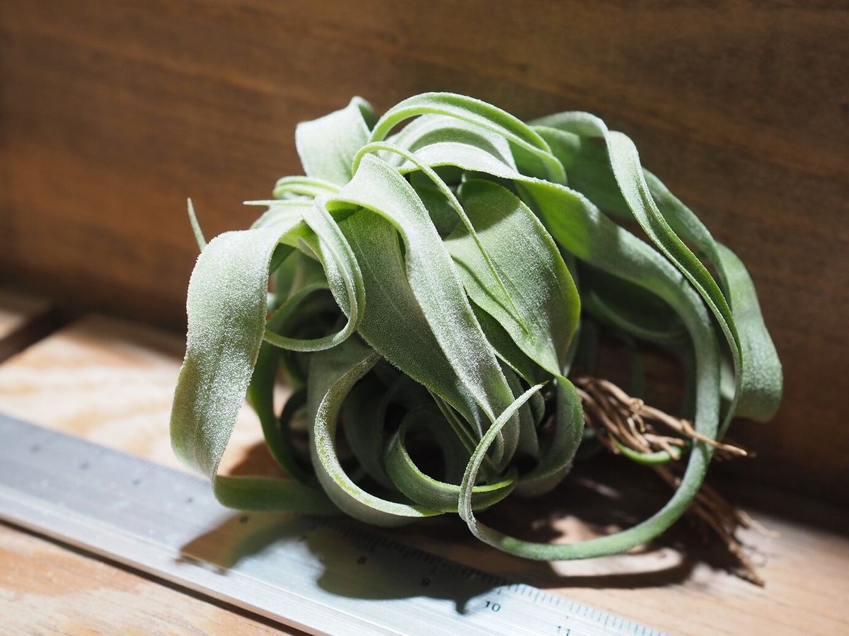 チランジア ／ ストレプトフィラ M (T.streptophylla) ☆タイ農場 ＊A0