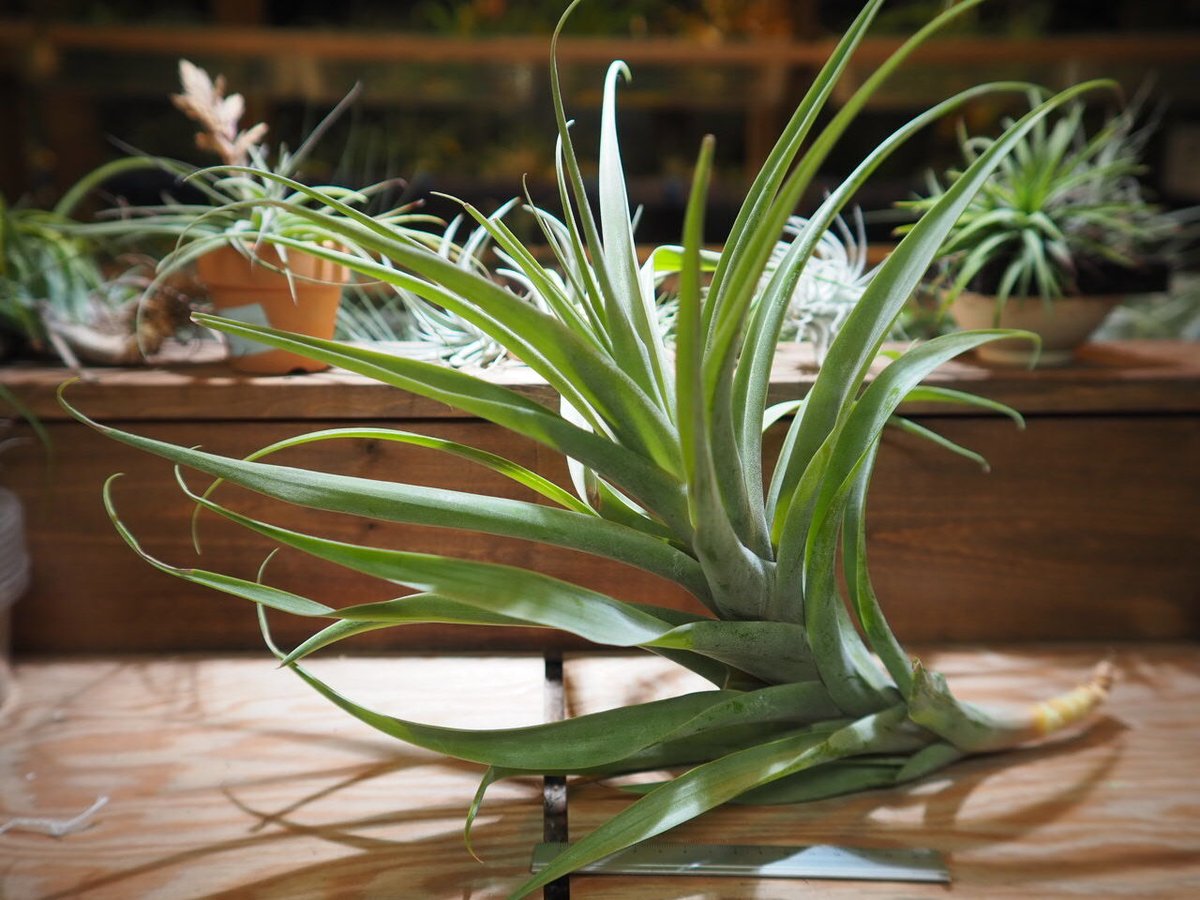 チランジア ／ ラティフォリア アナコンダ XXL (T.latifolia 'Anacond