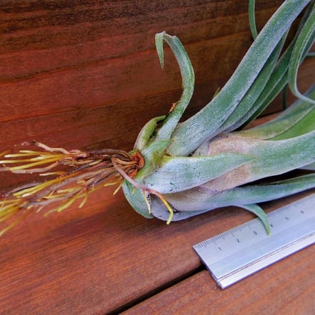 チランジア ／ ストレプトフィラ × ファシクラータ　(T.streptophylla × T.fasciculata)