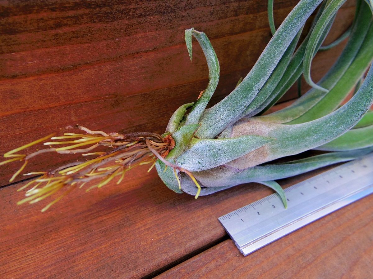 チランジア　ファシクラータ, Red-Multi Bract チランジア・ファシクラータ Tillandsia fasciculata 育て方