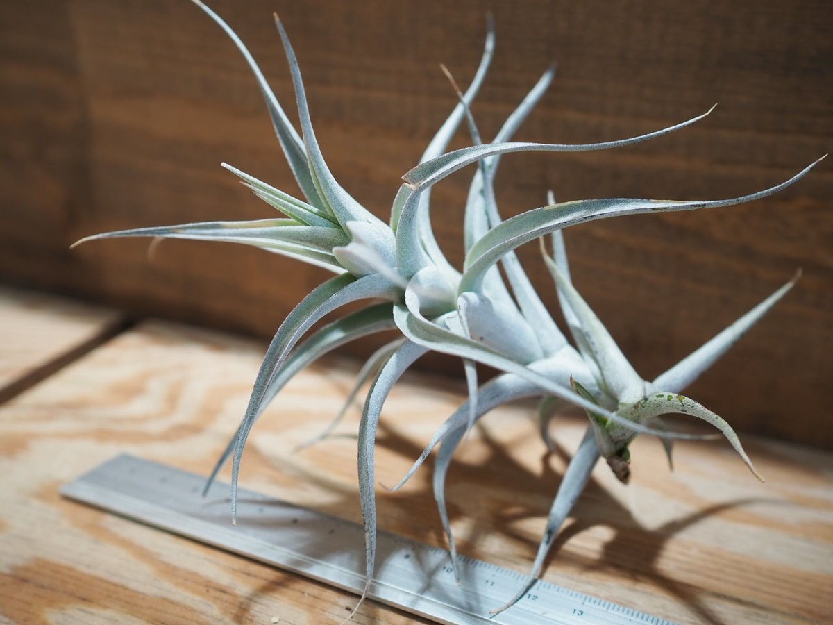 チランジア ／ アルビダ L (T.albida) ＊A01/Apr12 | 常葉植物園 To