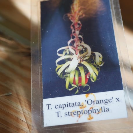チランジア ／ カピタータ オレンジ × ストレプトフィラ　(T.capitata 'Orange' × T.streptophylla)　＊A01/Oct02