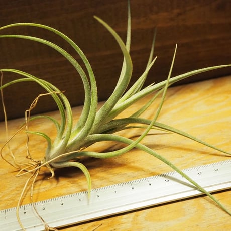 チランジア ／ イオナンタ × パウシフォリア　(T.ionantha × T.paucifolia)　＊A02/Se21