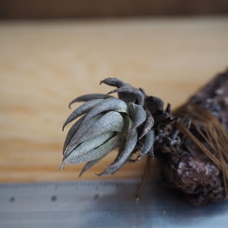 CATEGORY 学名・名称：R | 常葉植物園 Tokiwa Botanical-Garde