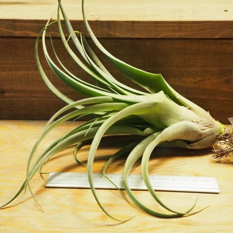 チランジア ／ ストレプトフィラ Hybrids No.5738　(T.streptophylla Hybrids No.5738)　＊A02/Se29