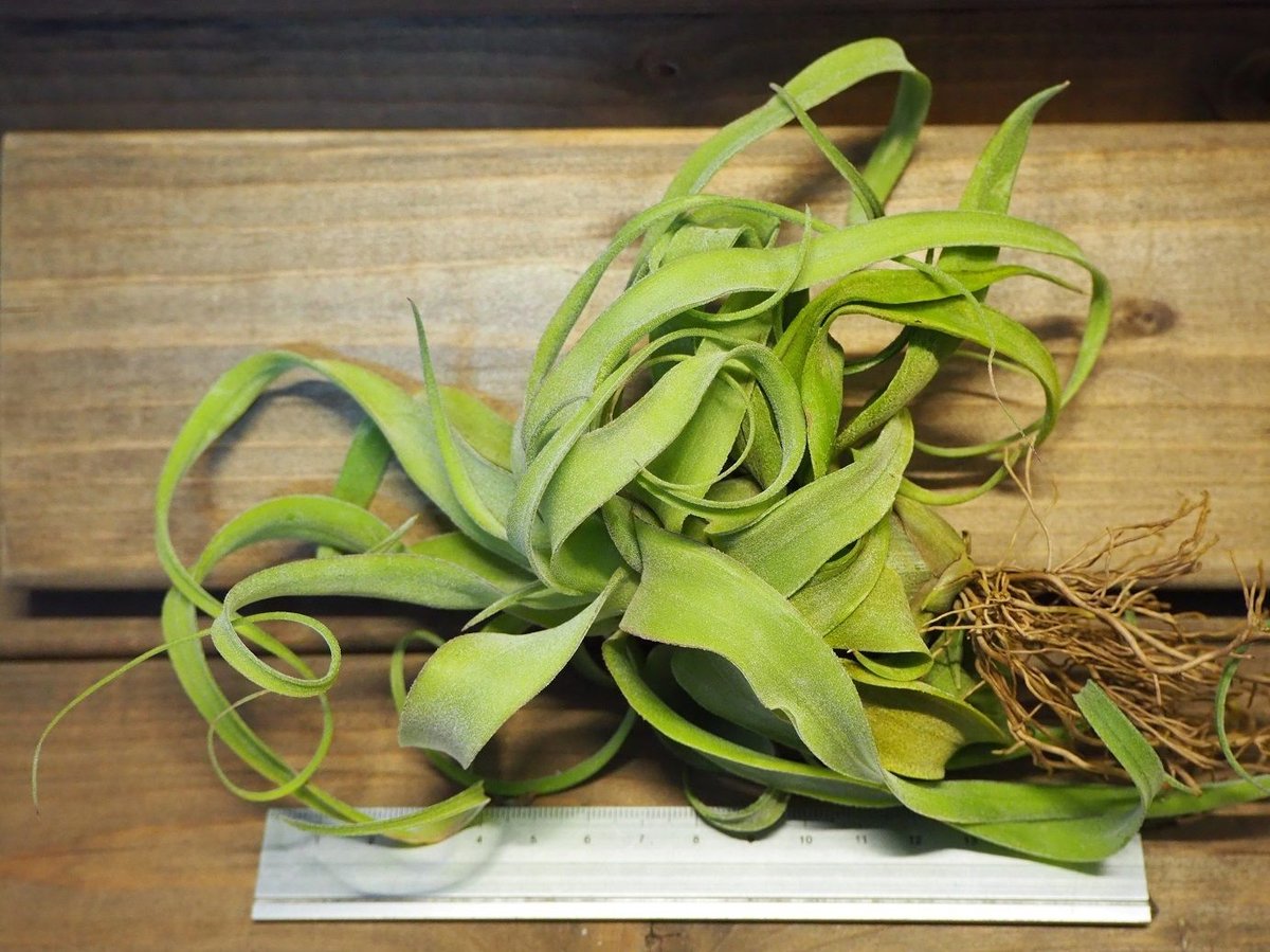 チランジア ／ ストレプトフィラ カーリータイプ (T.streptophylla