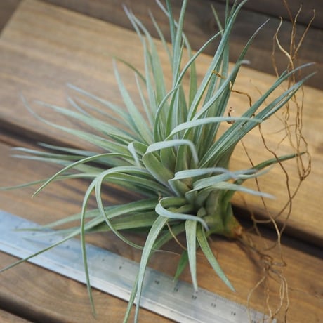 チランジア ／ ストリクタ パープルスター　(T.stricta 'Purple Star')