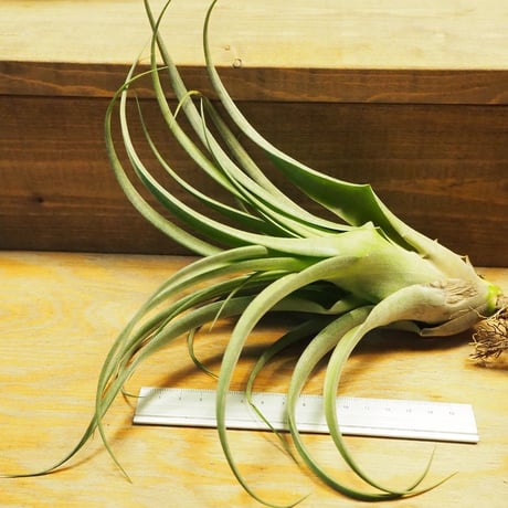 チランジア ／ ストレプトフィラ Hybrids No.5738　(T.streptophylla Hybrids No.5738)　＊A02/Se29