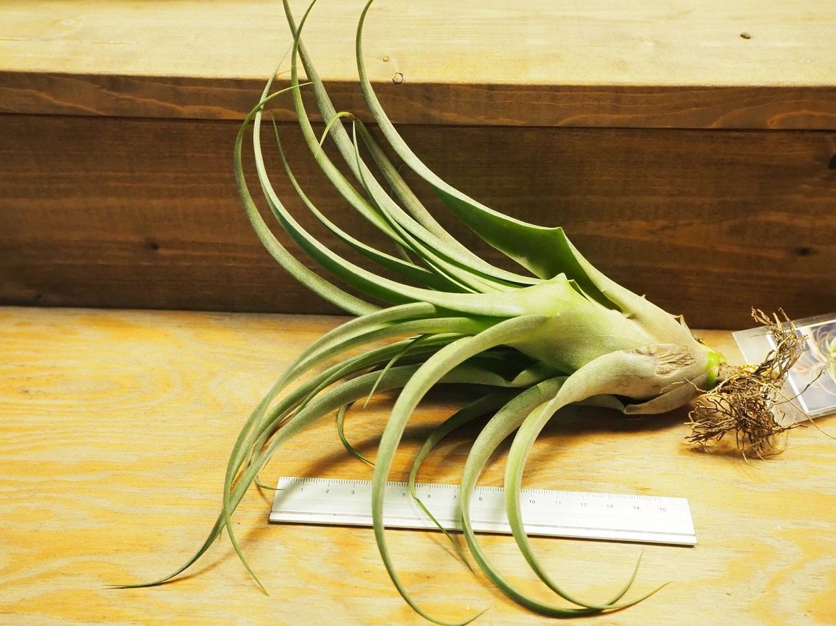 【＊Lemon＊】ティランジア実生株 3点 Lemon＊】ティランジア実生株 3点 チランジア 無菌播種いろいろ