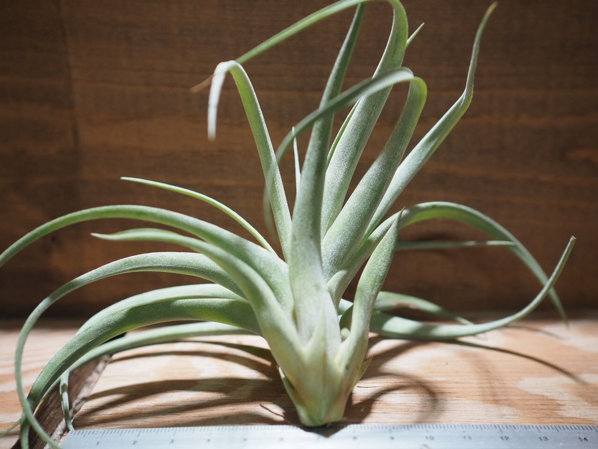 チランジア Redy 楽天市場】(現品) チランジア 'レディ' (No.21335) (エアープランツ