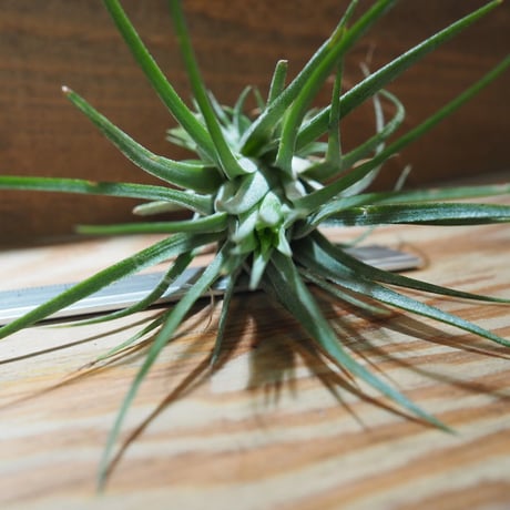 チランジア ／ イオナンタ トールベルベット　(T.ionantha 'Tall Velvet')　＊A01/Jul05