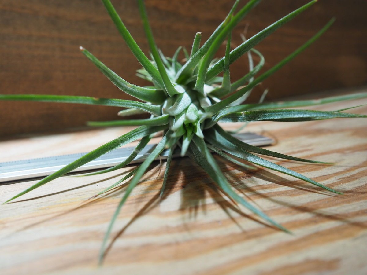 チランジア ／ イオナンタ トールベルベット (T.ionantha 'Tall Velvet
