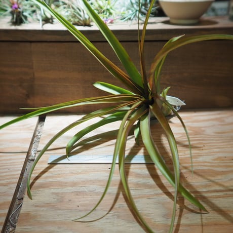 CATEGORY エアプランツ（チランジア） 大型種 | 常葉植物園