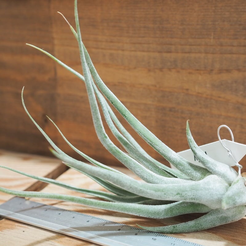 チランジア ／ タイ (T.'Ty') ＊A01/May28 | 常葉植物園 Tokiwa B