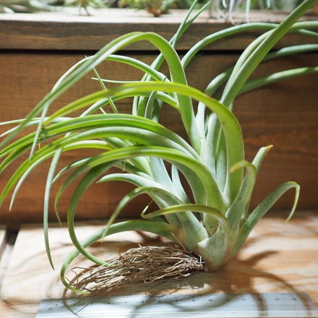 STORES エアープランツの検索結果