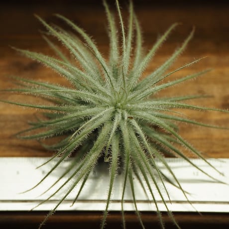 チランジア ／ テクトルム ファジーボール　(T.tectorum 'Fuzzball')