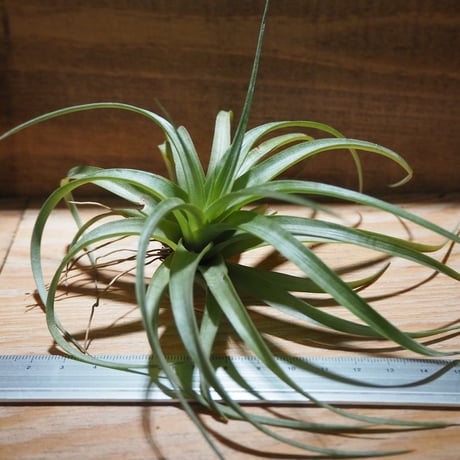 R*o様 チランジアハイブリッド チランジア ／ フレキシオーサ ヴィヴィパラ (T.flexuosa var