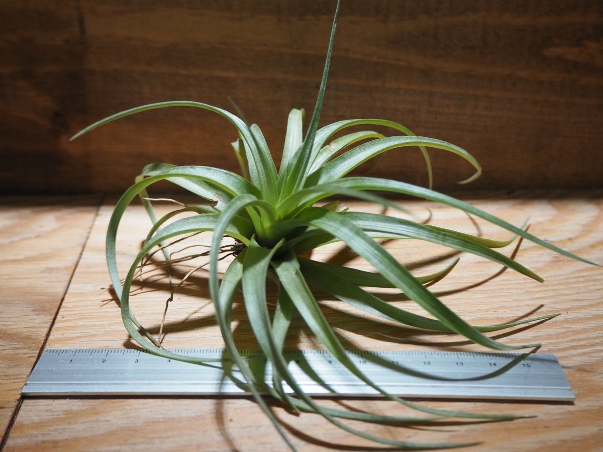 チランジア ／ ロシー (T.rothii) ＊A01/Jan06 | 常葉植物園 Tokiw