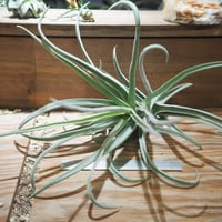 チランジア ／ イオナンタ プレデター (T.ionantha 'Predator') | 常