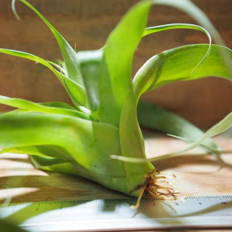 チランジア ／ サマンサ (T.'Samantha') ＊A01/Jul11 | 常葉植物園