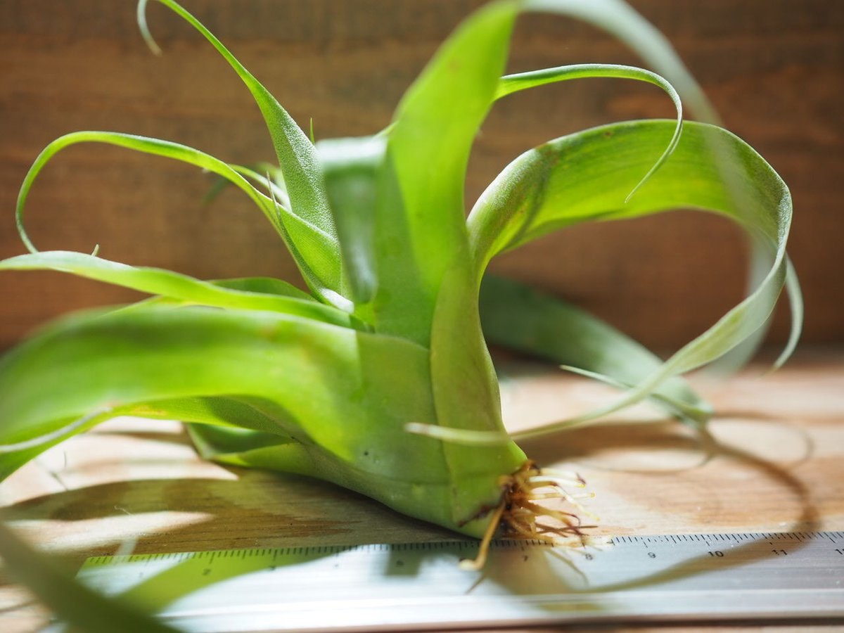 チランジア ／ サマンサ (T.'Samantha') ＊A01/Jul11 | 常葉植物園