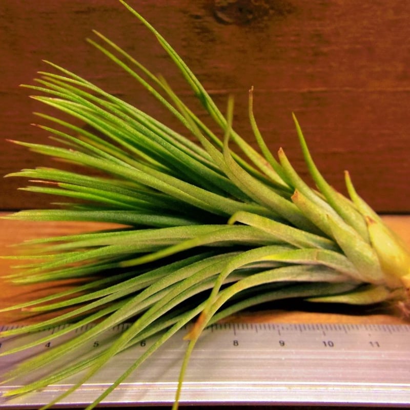 チランジア ／ レアジュエル (T.'A Rare Jewel') | 常葉植物園 Tokiw