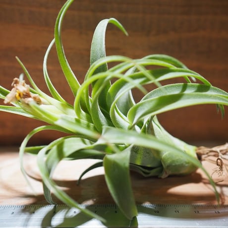 チランジア ／ ハリシー × アキロスタキス　(T.harrisii × T.achyrostachys)　＊A01/Nov09