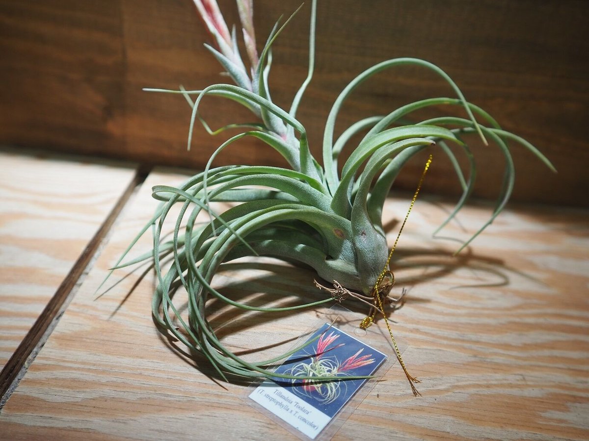 Tillandsia Concentric 速達発送 Tillandsia Concentric 速達発送 - メルカリ