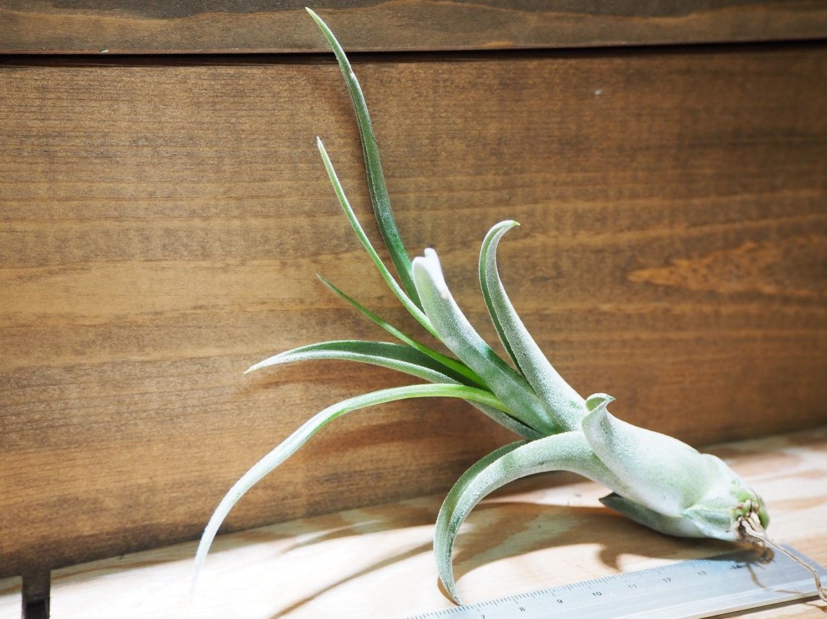 チランジア ／ エルグアポ (T.'El Guapo') ☆タイ農場 ＊A01/Jun24 |