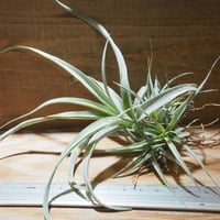 チランジア ／ チアペンシス M　(T.chiapensis)　★CD01/Apr17
