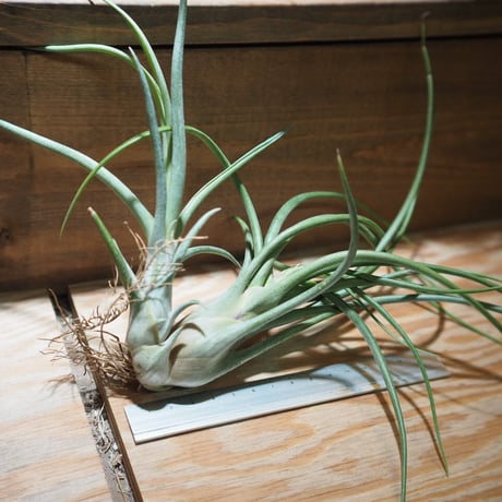 チランジア ／ ブルボーサ × プエブレンシス 子株付き　(T.bulbosa × T.pueblensis)　＊A01/Apr15