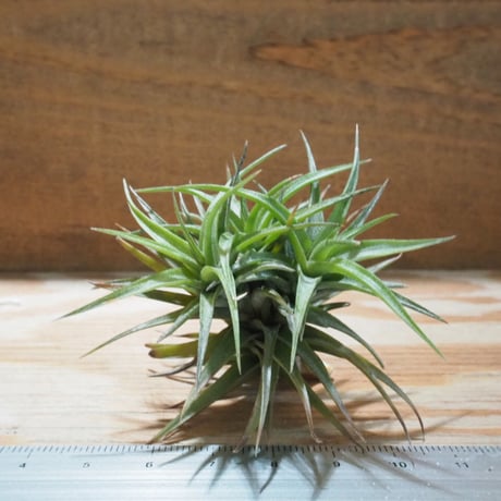 CATEGORY エアプランツ（チランジア）A～E | 常葉植物園 Tokiwa