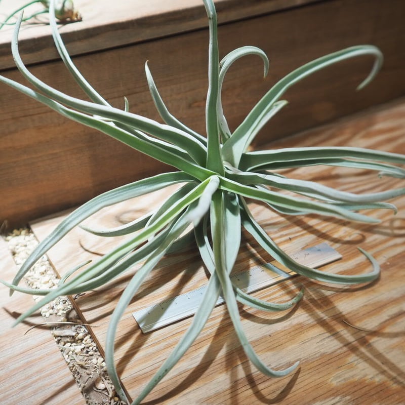 チランジア ドゥラティ ③ チランジア・ドゥラティー・サクサティリス Tillandsia duratii