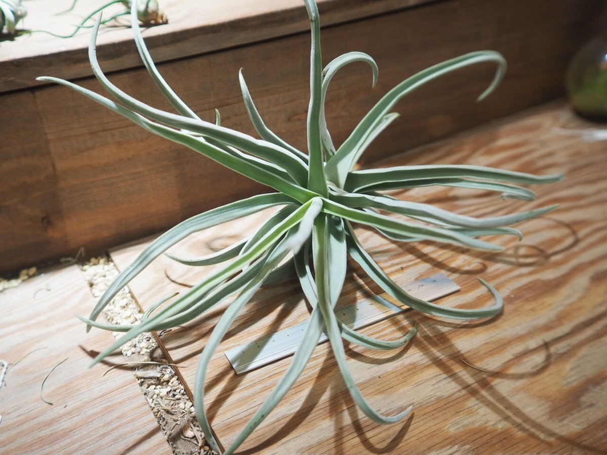 チランジア ／ デュラティ シックリーフ (T.duratii 'Thick Leaf') ☆