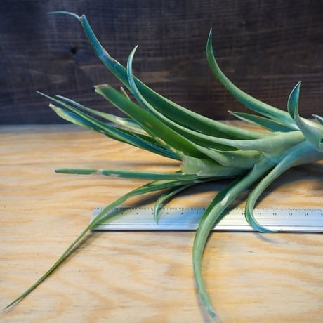 CATEGORY エアプランツ（チランジア） 大型種 | 常葉植物園 Tokiwa