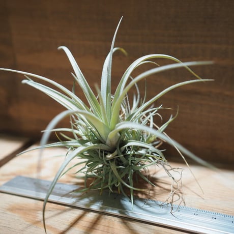 チランジア ／ ウトリクラータ プリングレイ M　(T. utriculata ssp. pringlei)　＊A01/Apr15