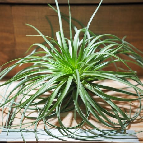 STORES エアープランツの検索結果